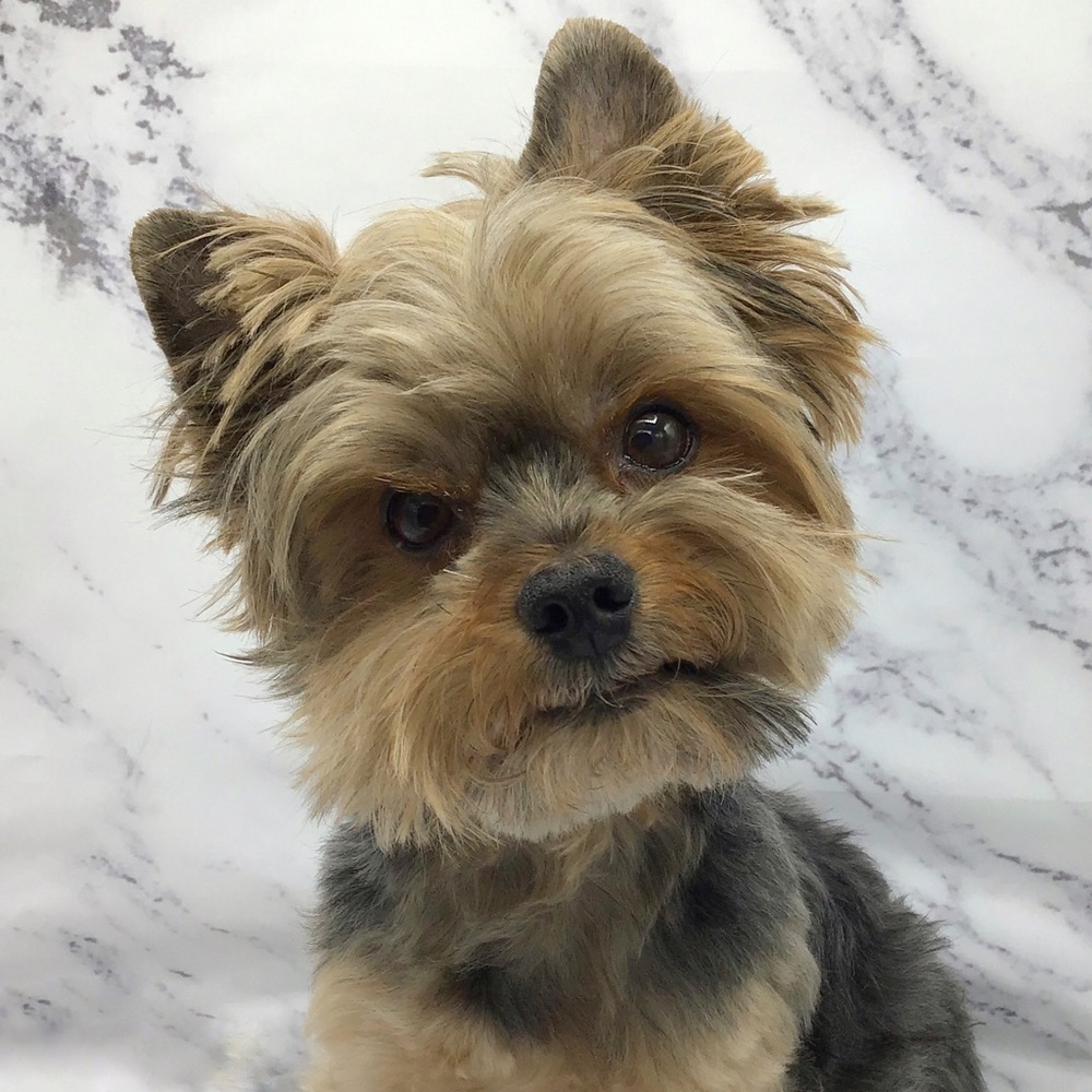 Meet your Posher, Lynda